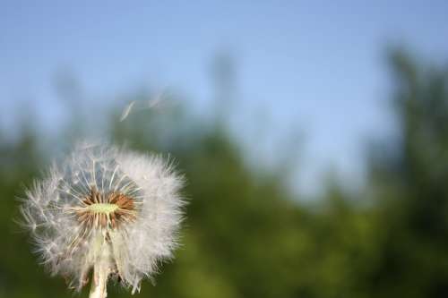 Dandelion Flowers Meadow Wind Spring