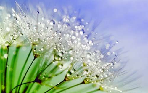 Dandelion Dew Nature Flower Plant Macro Water