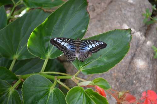 Dark Blue Tiger Butterfly Tirumala Septentrionis