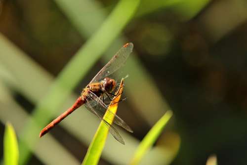 Darter Sympetrum Dragonfly Insect Flight Insect