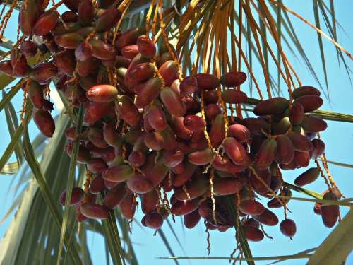 Dates Palm Tree Mediterranean Fruit Sweet Kitchen