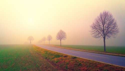 Dawn Road Fog Landscape Trees Nature Field