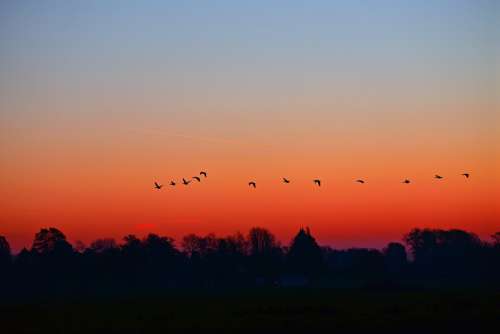 Dawn Sunrise Early Morning Skies Birds Silhouettes