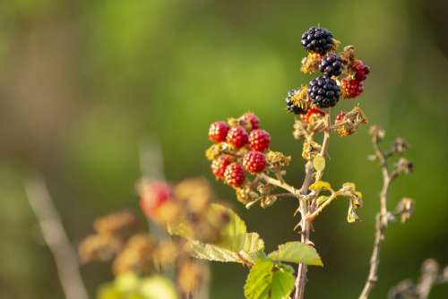Dawn Rocio Blackberries Nature Plant Landscape