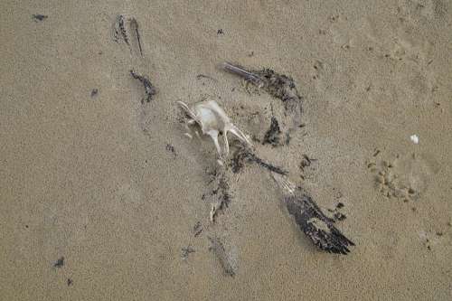 Dead Bird Decay Death Cormorant Beach Sand