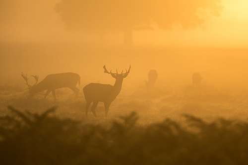 Deer Buck Morning Wildlife Mammal Antler Wild