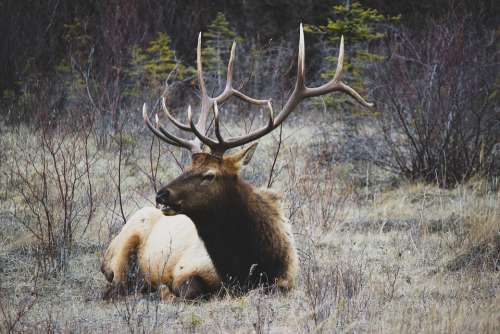 Deer Buck Stag Horn Animal Wild Nature Mammals