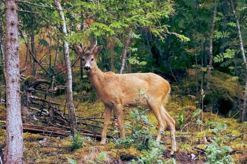 Deer Forest Wildlife Animal Nature Wild Buck