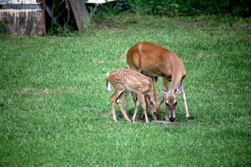 Deer Fawn Doe Grass Nature Animal Wildlife