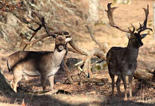 Deer Fallow Deer Mariefred The World Sweden