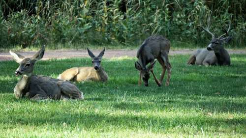 Deer America Mammal Nature Wild Grass Trees