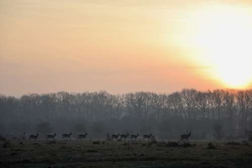 Deer Netherlands Nature Sunrise Elst