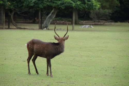 Deer Nara Field