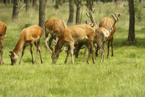 Deer Nature Wild Animals