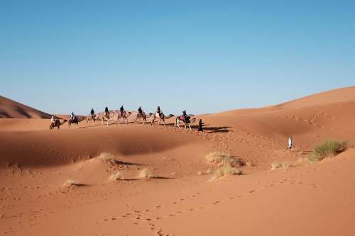 Desert Camels Travel Sand Sky Outdoors Landscape