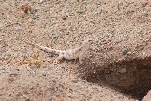 Desert Iguana Iguana Lizard Reptile Nature Desert