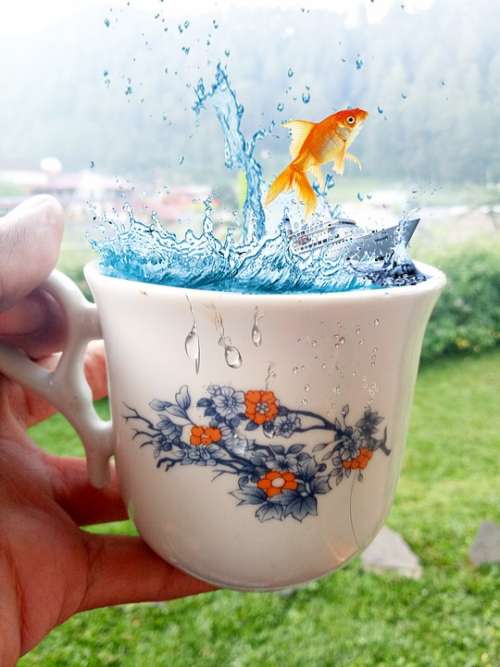 Design Art Fish Cup Nature Coffee