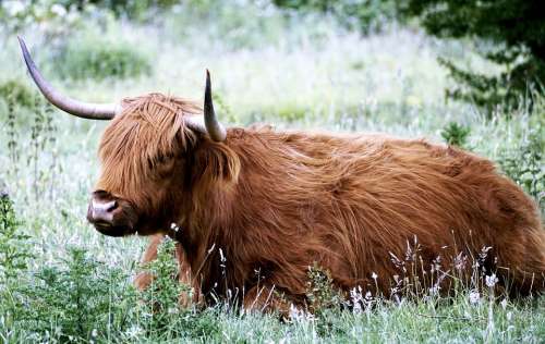 Desirable Beef Livestock Scottish Hochlandrind