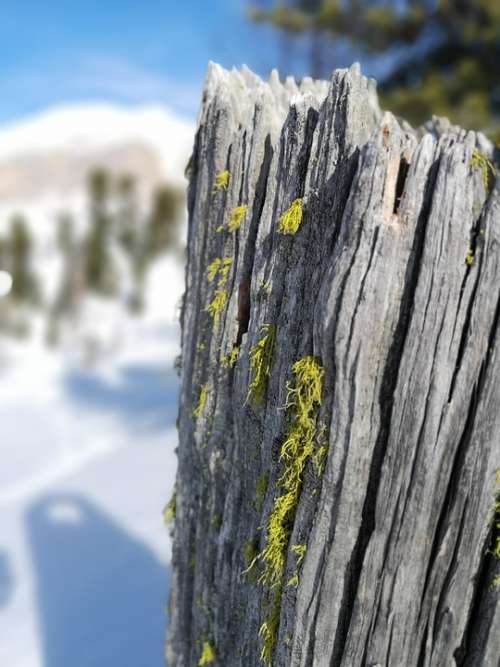 Detail Lichen Mountain Nature Trunk
