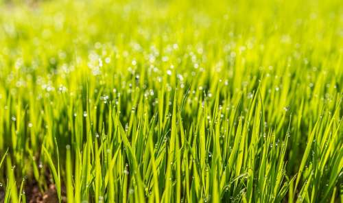 Dew Field Grass Green Hd Wallpaper Lawn