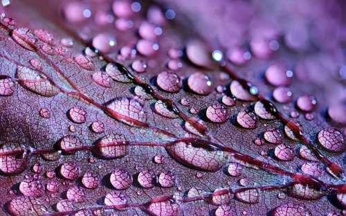 Dewdrops Drops Droplets Water Wet Leaf Lilac