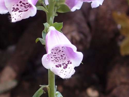 Digitalis Foxglove Flower Lilac Nature Plant