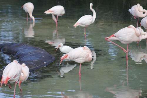 Disney Animal Animals Nature Safari Geese