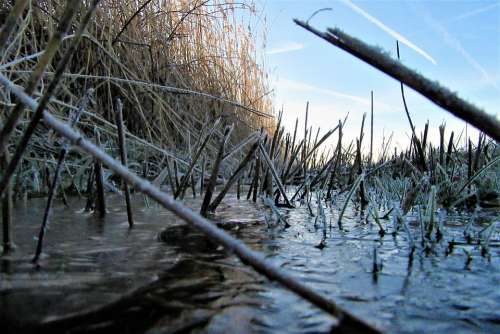 Ditch Reed Frozen Countryside Swampy Water Plants