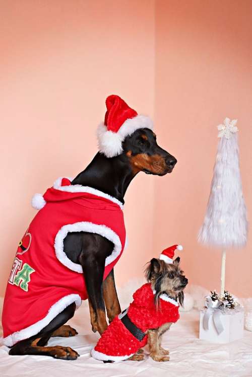 Doberman Yorkshire Terrier Dogs Santas Christmas