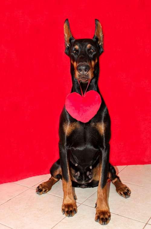 Doberman Dog Heart Red