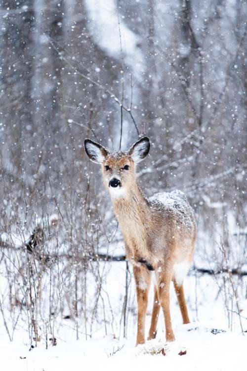 Doe Deer Snowing Wildlife Winter