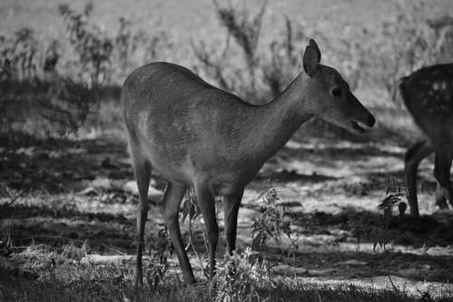 Doe Deer Nature Wildlife Animal Mammal Outdoors