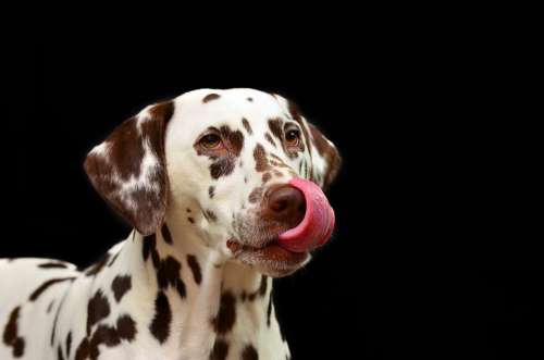 Dog Dalmatians Pet Dog Breed Animal Portrait