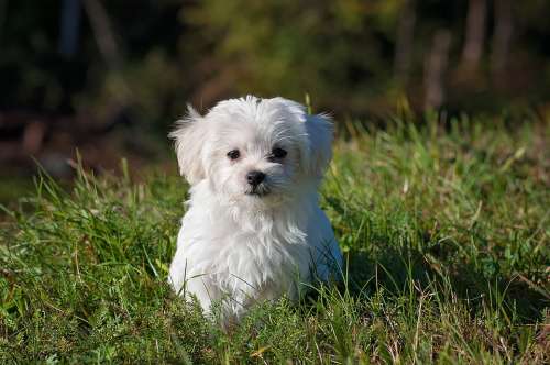 Dog Young Dog Small Dog Maltese White Puppy Young