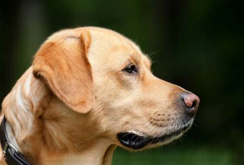Dog Labrador Light Brown Pet Dog Head Profile