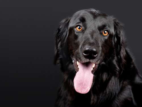 Dog Pet Hovawart Black Black Background Dog Head