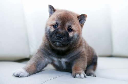 Dog Puppy Canine Animal Cute Pet Adorable Fur