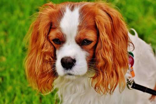 Dog Cavalier King Charles Spaniel Funny Pet Animal