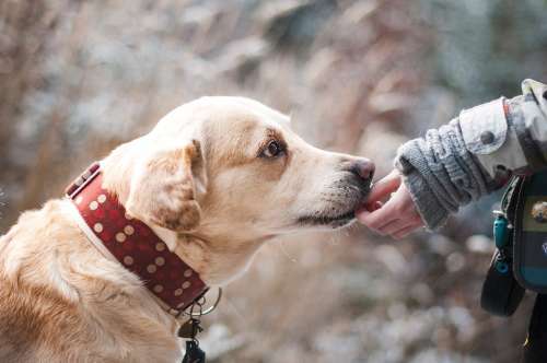 Dog Friendship Nature Trust Labrador Snout Pet