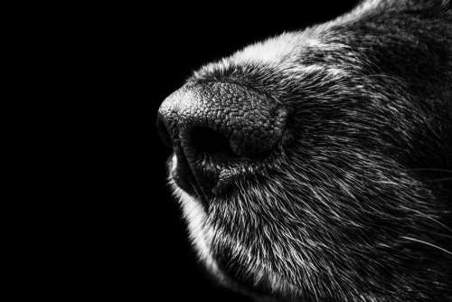 Dog Nose Snout Münsterländer Black White