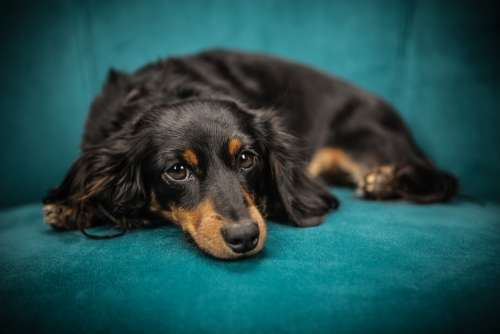 Dog Puppy Pet Animal Sofa
