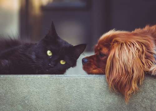 Dog Cat Pets Animals Friends