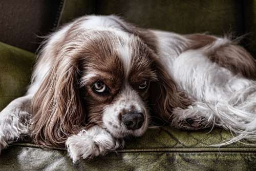 Dog Animal Pet Canine Domestic Breed Purebred