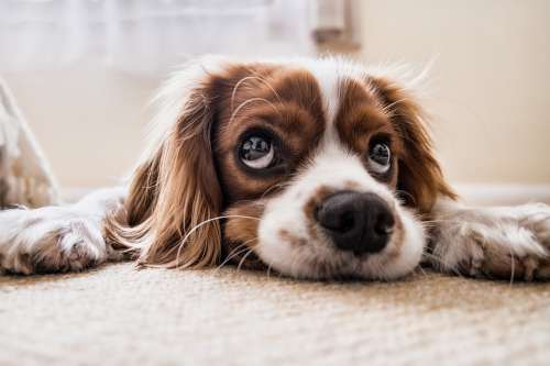 Dog Sad Waiting Floor Sad Dog Pet Puppy Animal