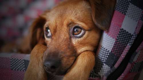 Dog Cute Animal Pet Puppy Looking Doggy Sad