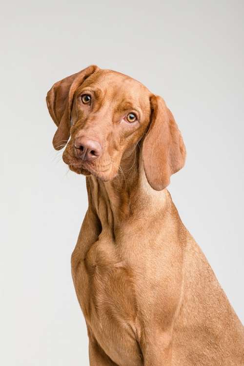 Dog Animal Canine Pet Portrait Brown