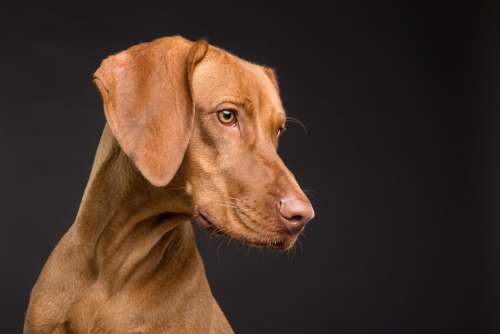 Dog Animal Canine Pet Portrait Brown