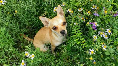 Dog Grass Summer Meadow Flowers Puppy Cute