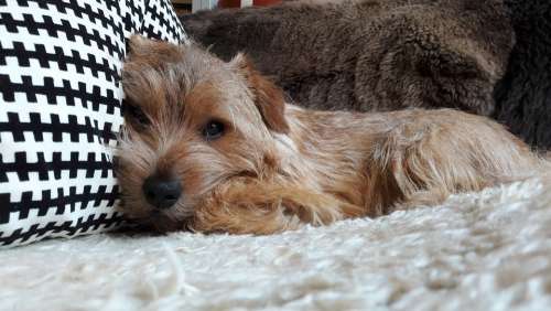 Dog Dogs Norfolk Terrier Terrier Tired Pillow