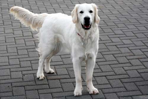 Dog White Retriever Animal Pet